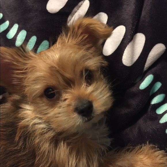 Meet your Posher, Emma - Picture 1 of 1